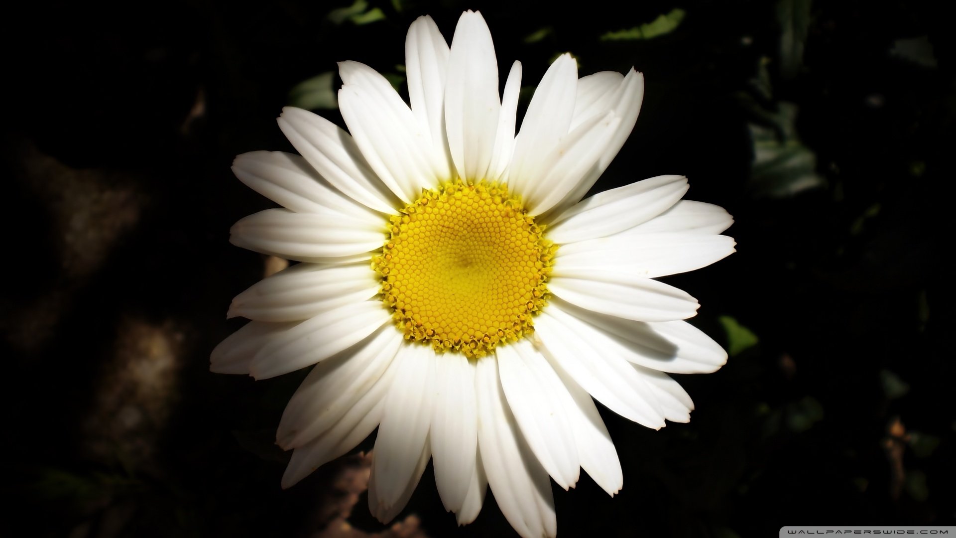 小清新,清新淡雅,植物,儿童桌面专用