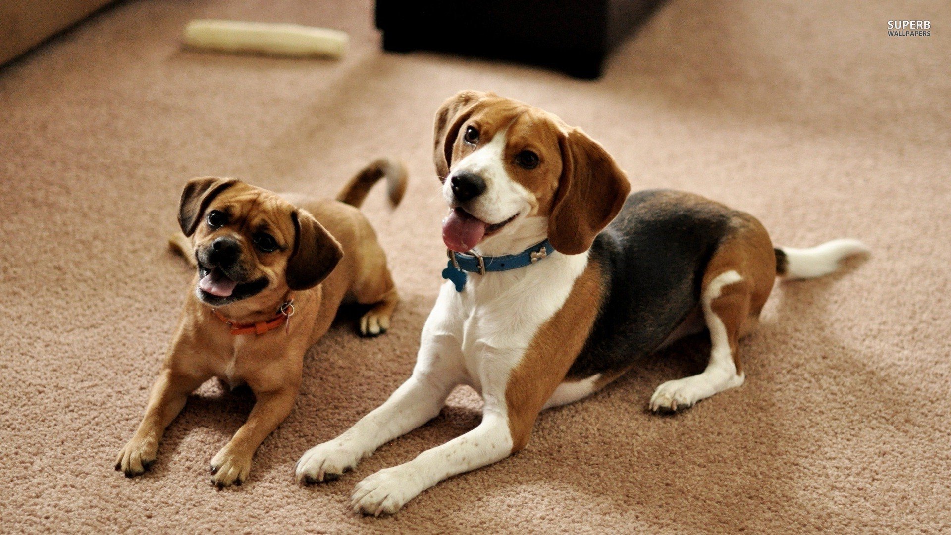 萌宠,狗狗,汪星人,儿童桌面专用