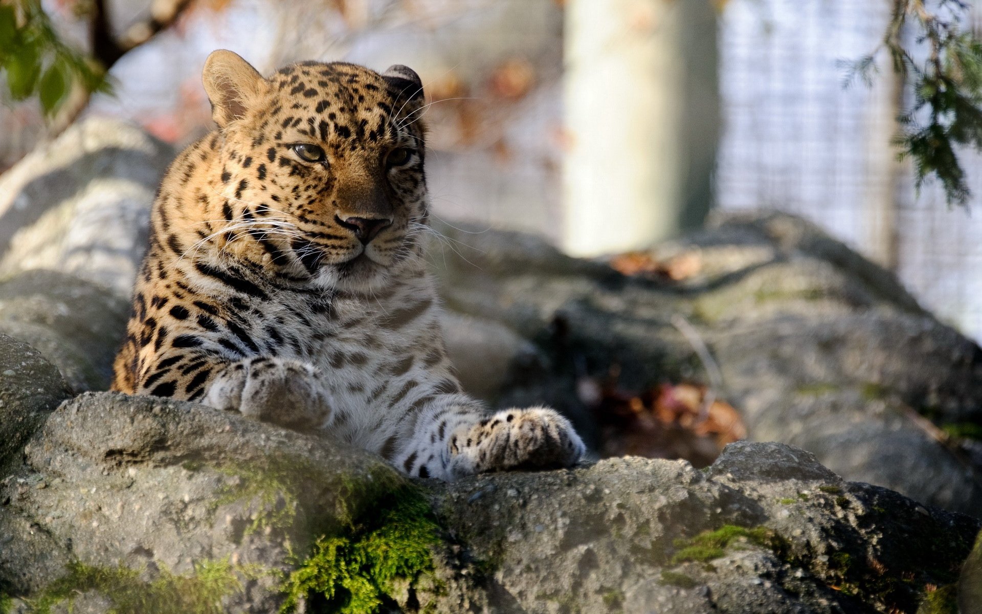 萌宠,豹,儿童桌面专用