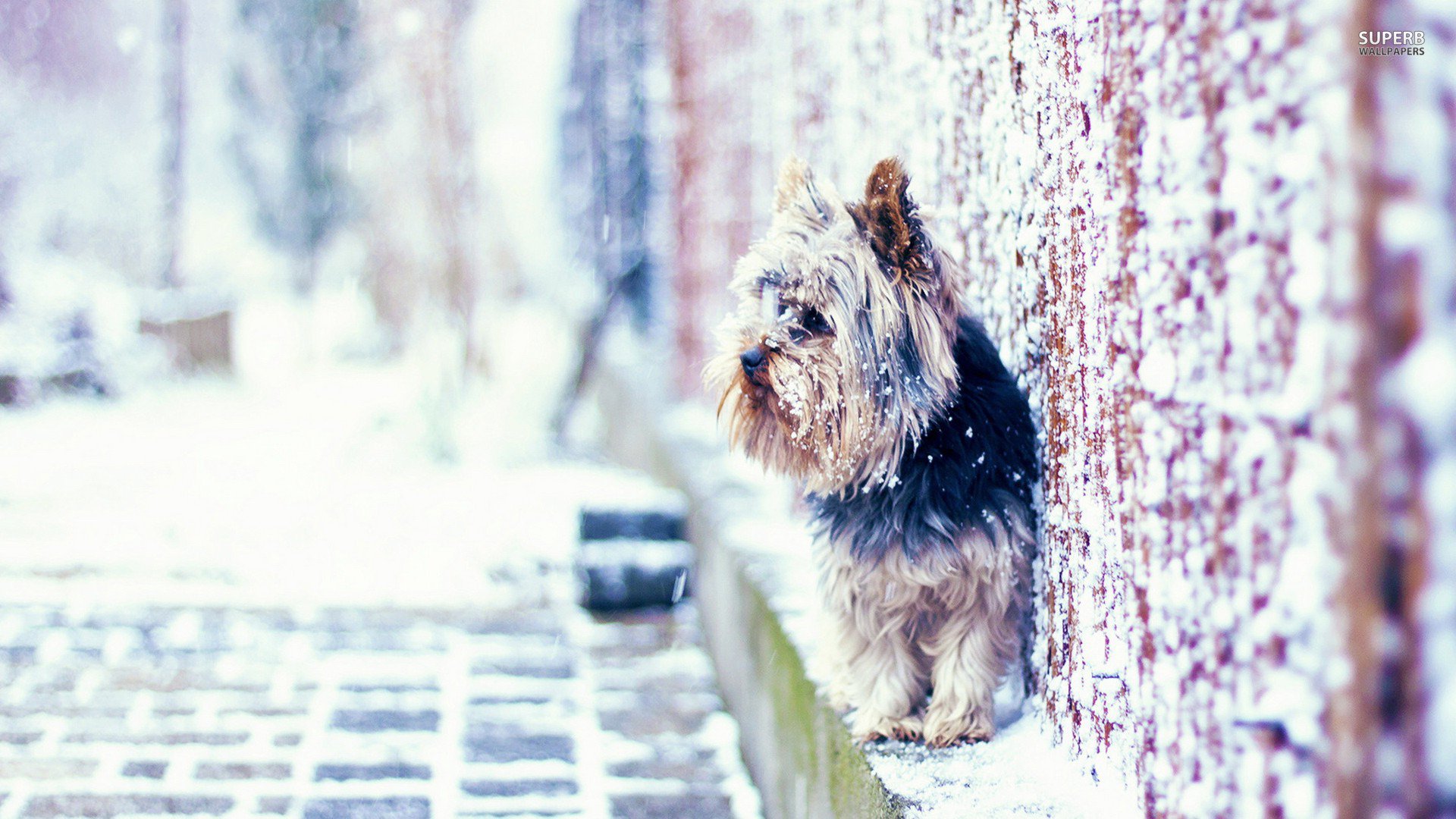 萌宠,汪星人,狗狗,儿童桌面专用