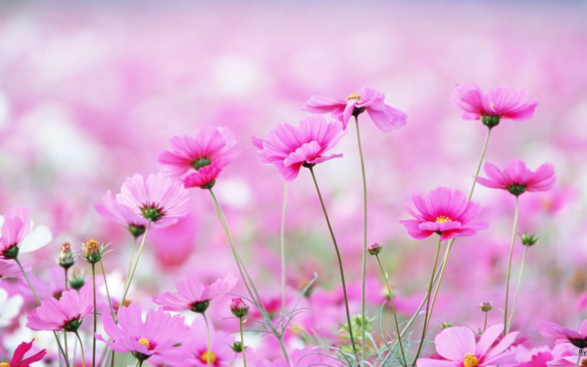 小清新,清新淡雅,花海,儿童桌面专用