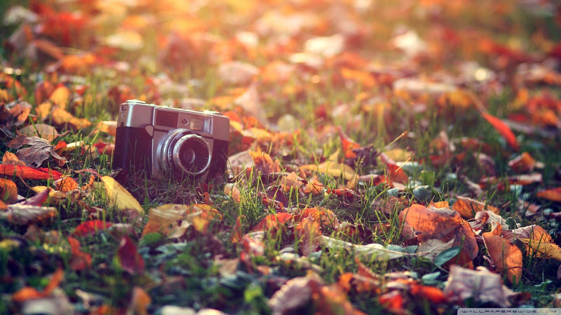 小清新,相机,静物写真,落叶,儿童桌面专用