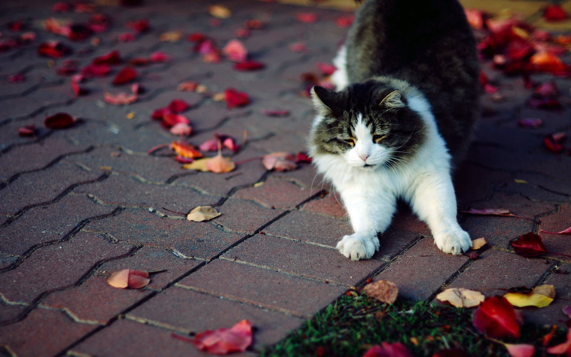 萌宠,喵星人,猫咪,儿童桌面专用