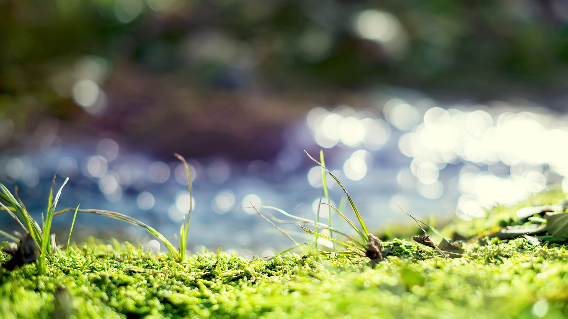 小清新,清新淡雅,植物,草