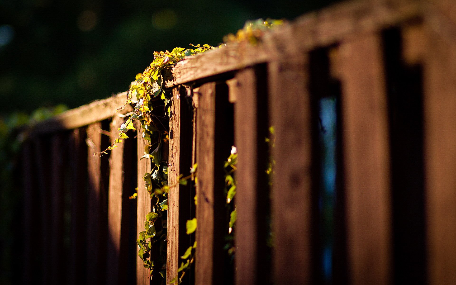 小清新,篱笆,灯光,庭院,静物写真