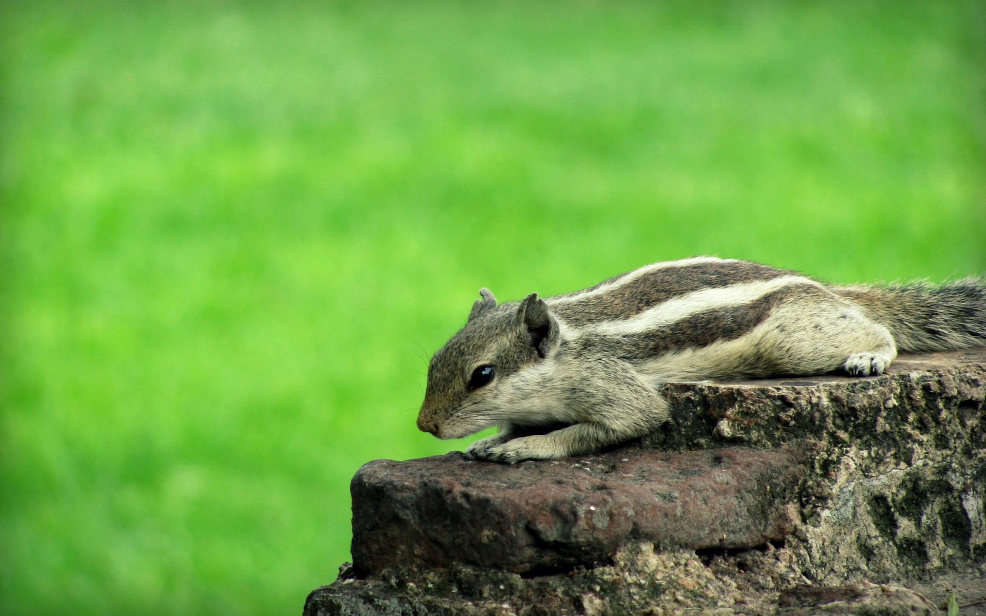 萌宠,松鼠,卖萌图,儿童桌面专用