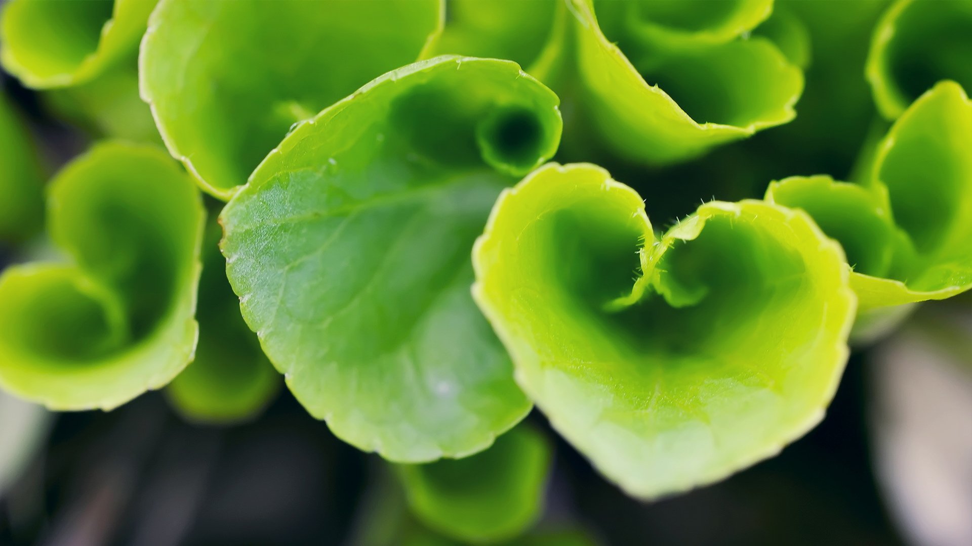 小清新,清新淡雅,儿童桌面专用