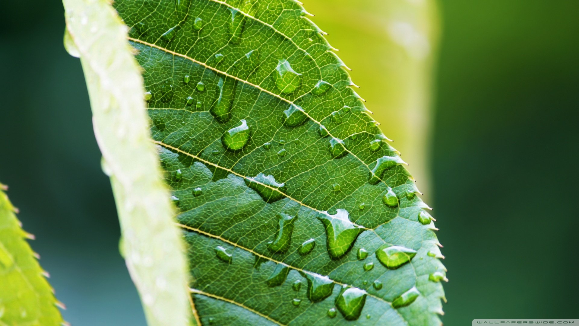 小清新,护眼壁纸,绿叶,儿童桌面专用