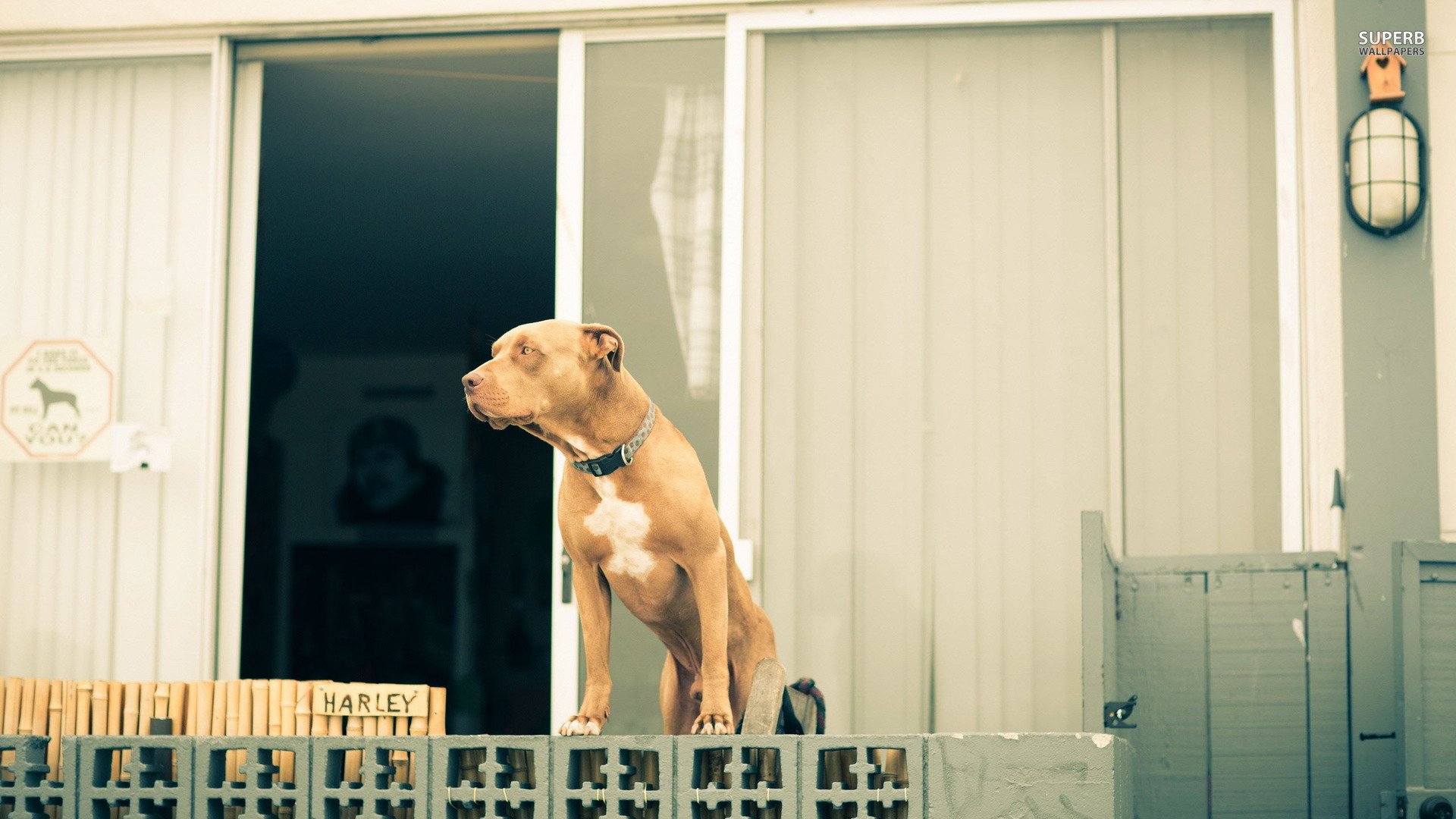 萌宠,汪星人,狗狗,儿童桌面专用