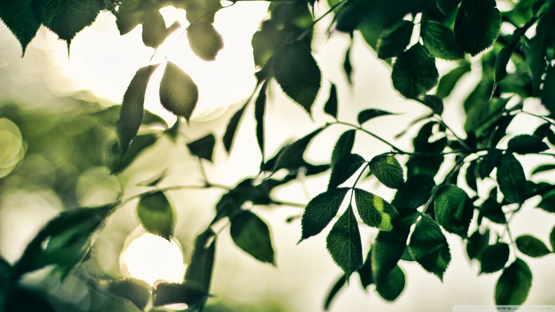 小清新,清新淡雅,儿童桌面专用