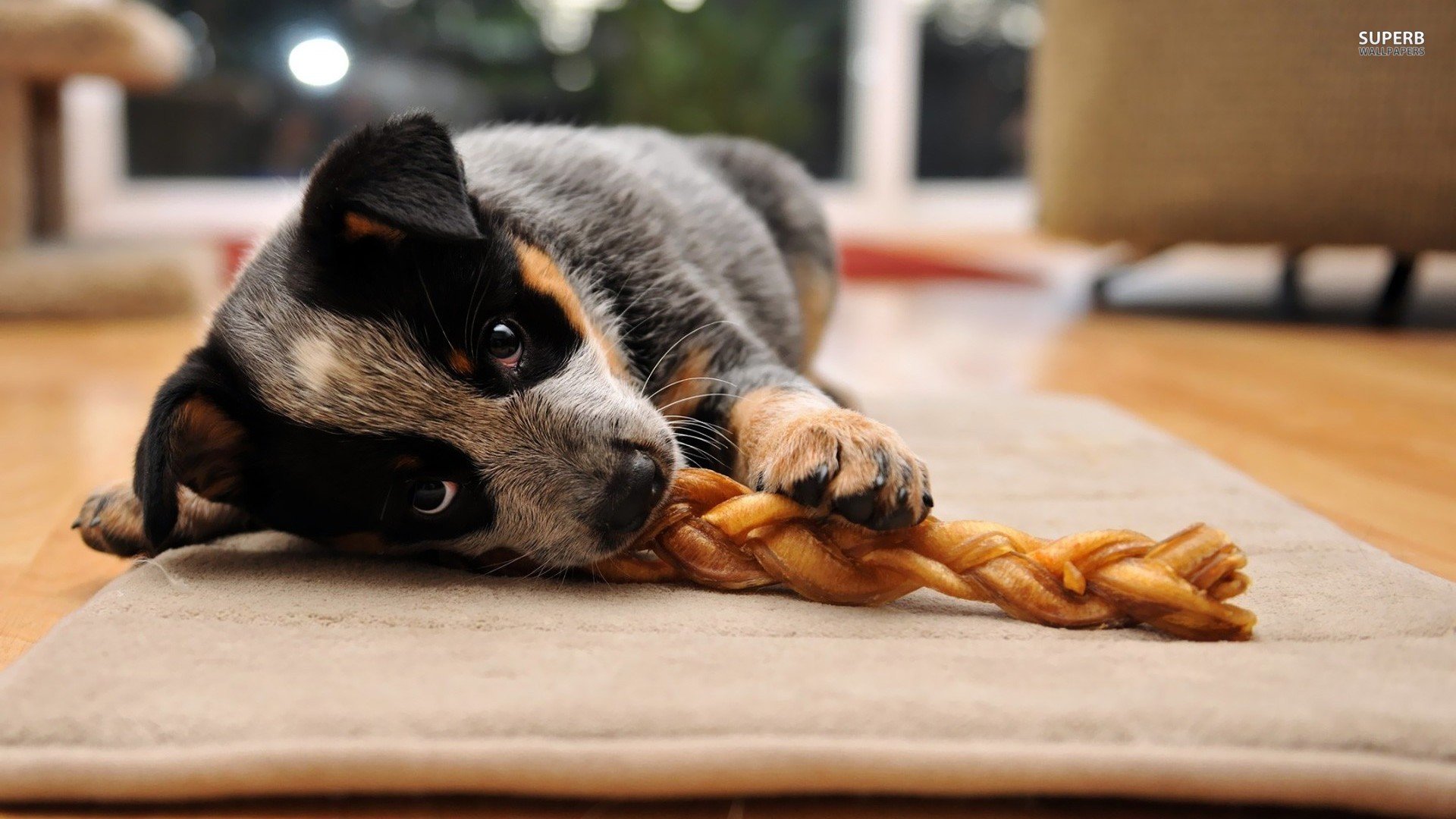 萌宠,狗狗,汪星人,儿童桌面专用