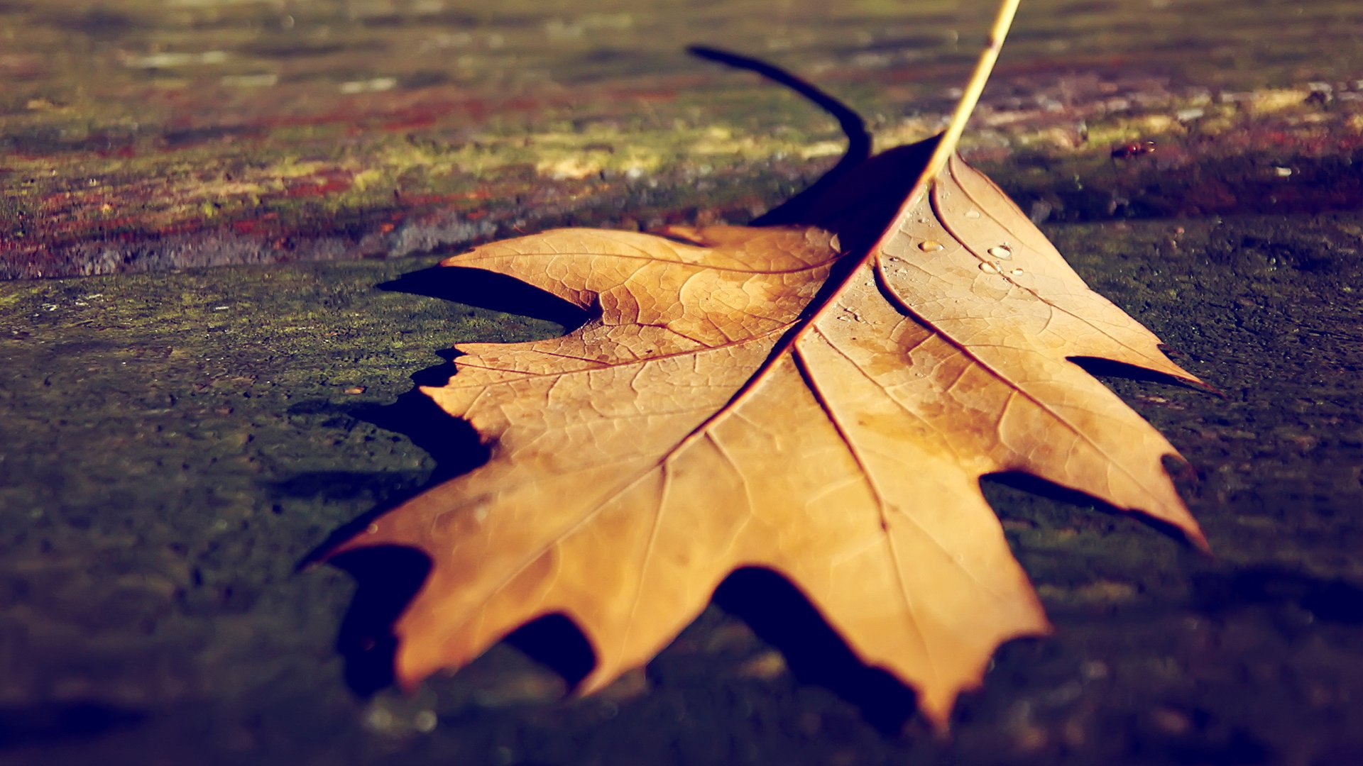 小清新,落叶,静物写真