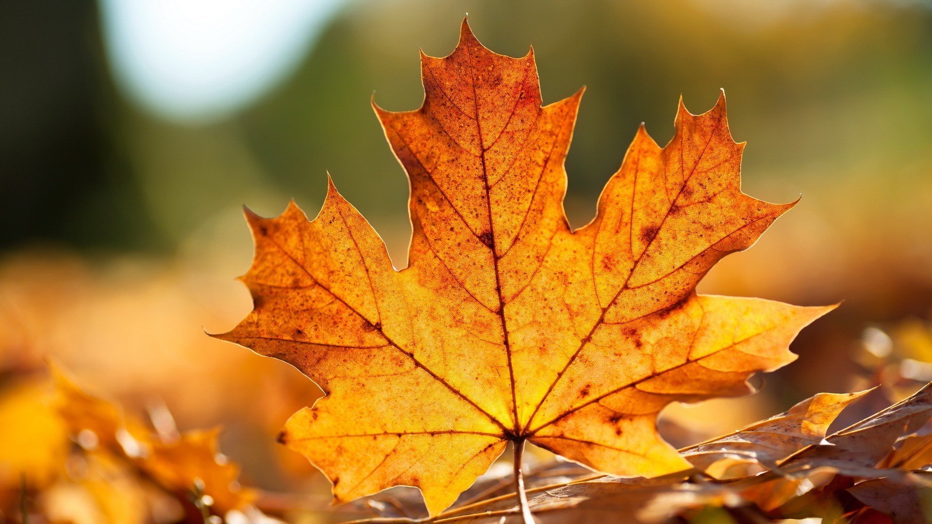 小清新,清新淡雅,落叶,儿童桌面专用