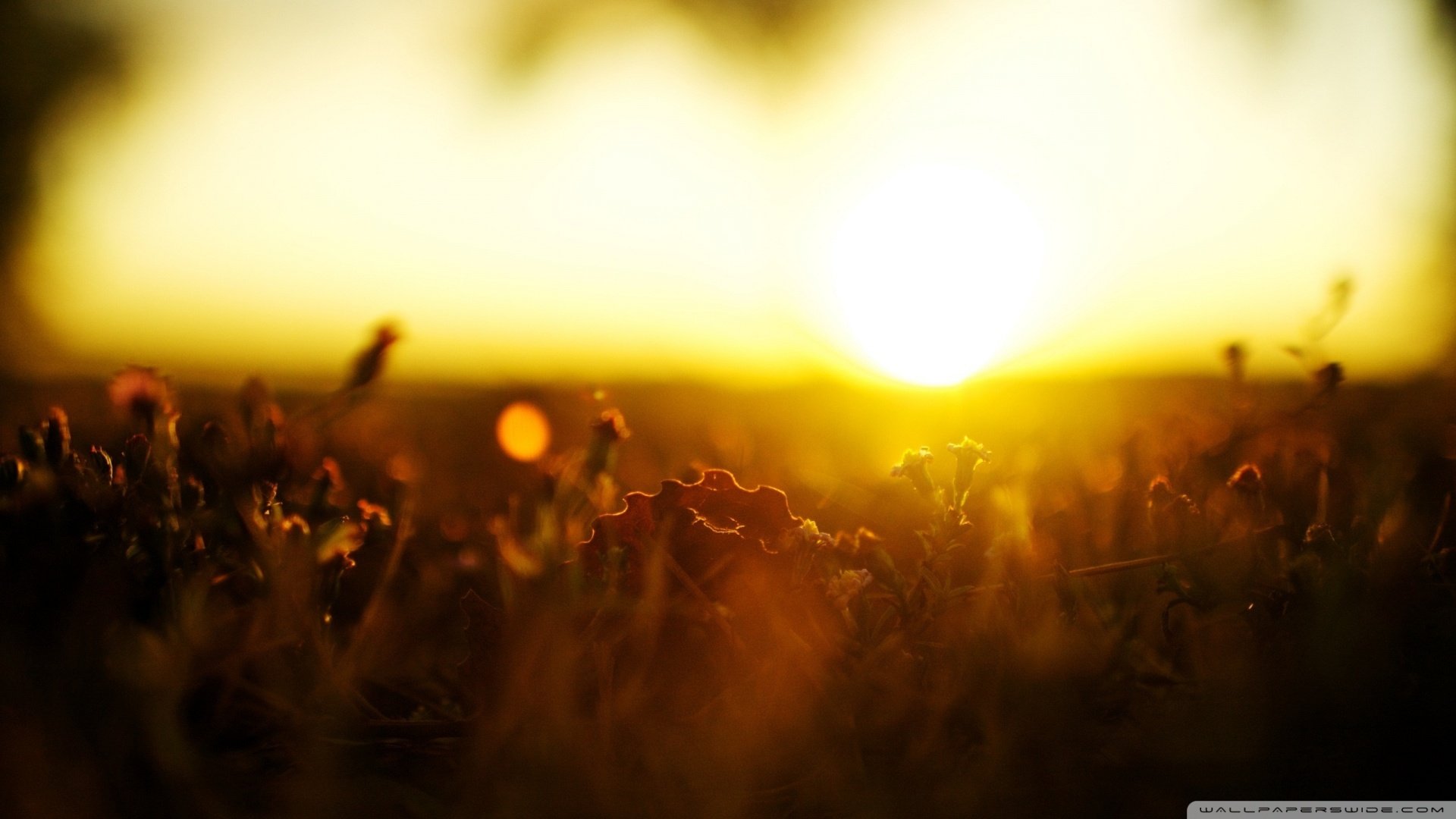 小清新,清新淡雅,花,儿童桌面专用