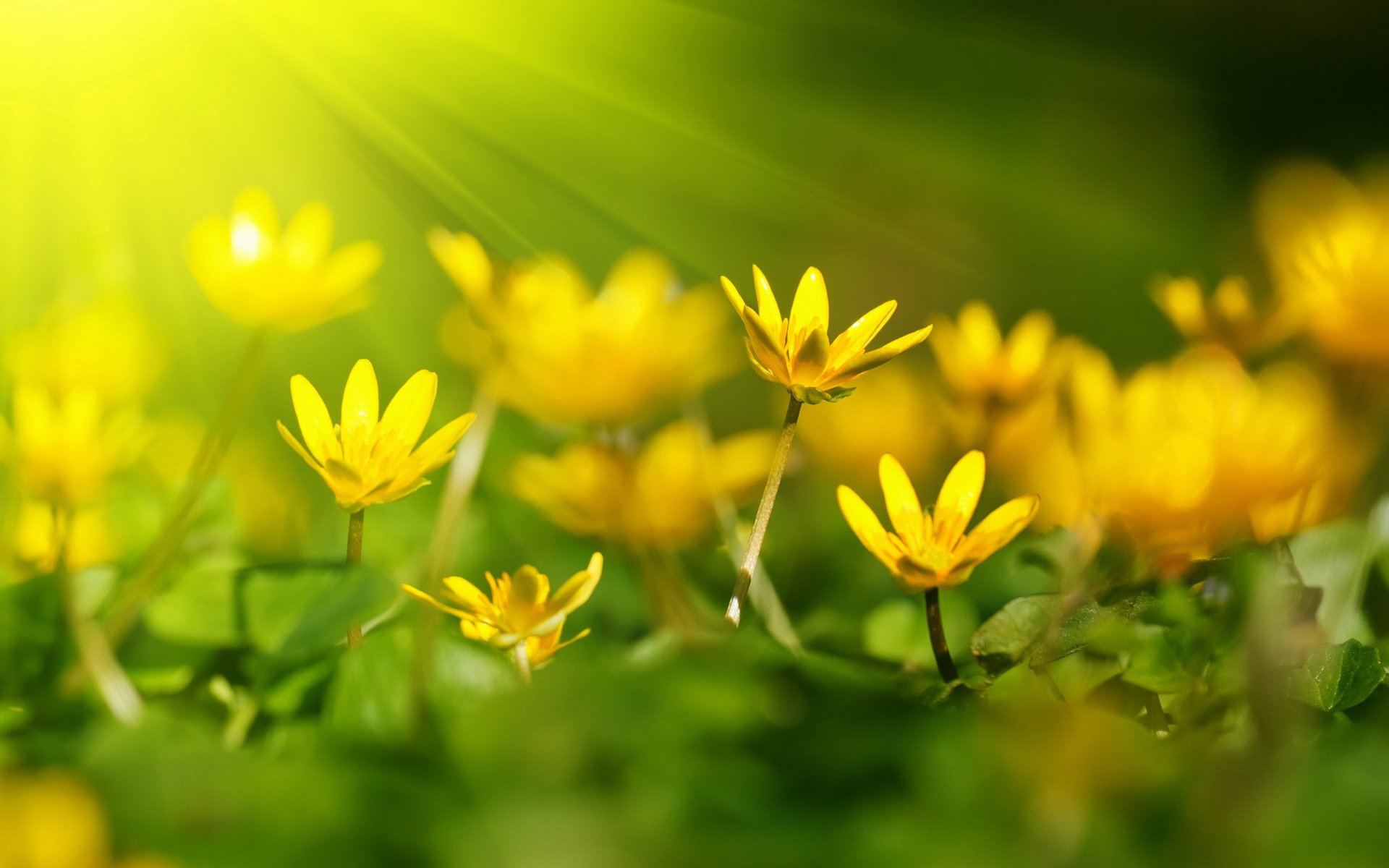 小清新,清新淡雅,花朵,阳光,儿童桌面专用