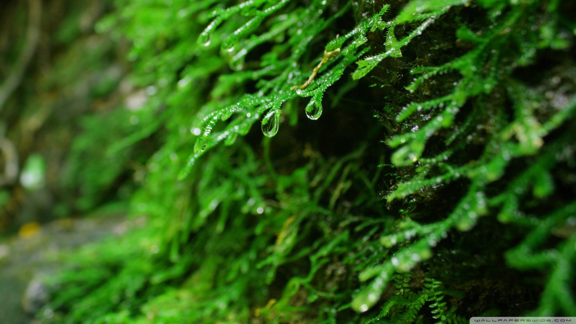 小清新,护眼壁纸,绿叶,儿童桌面专用