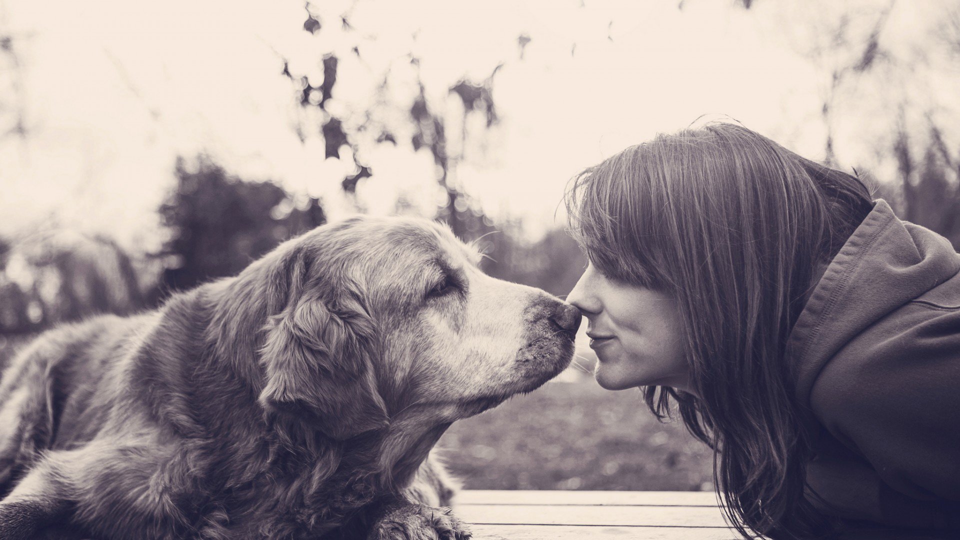 萌宠,狗狗,汪星人,宠物,儿童桌面专用