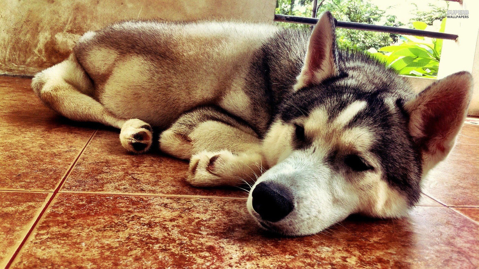 萌宠,汪星人,狗狗,儿童桌面专用