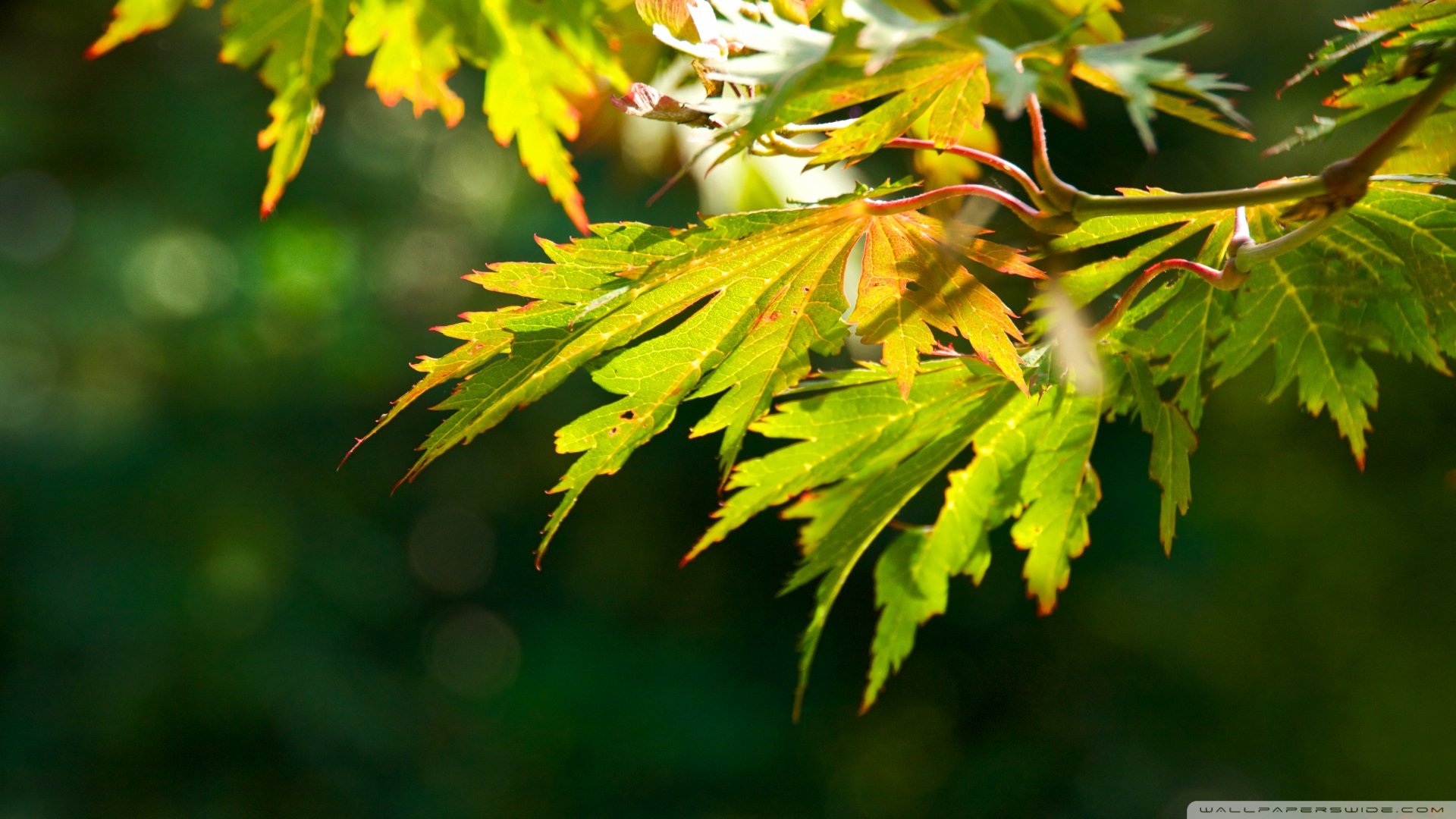 小清新,护眼壁纸,绿叶,儿童桌面专用