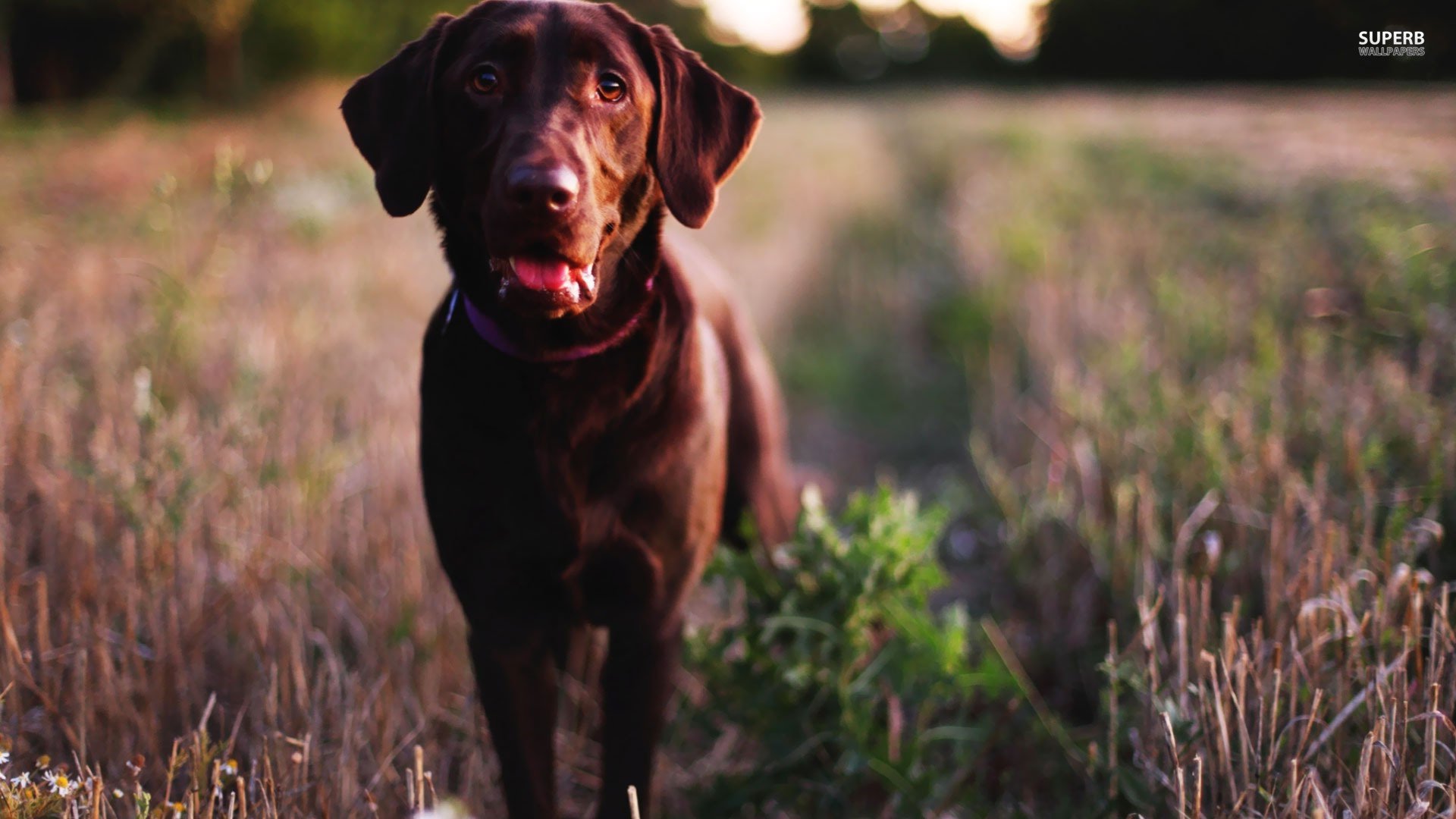 萌宠,汪星人,狗狗,儿童桌面专用