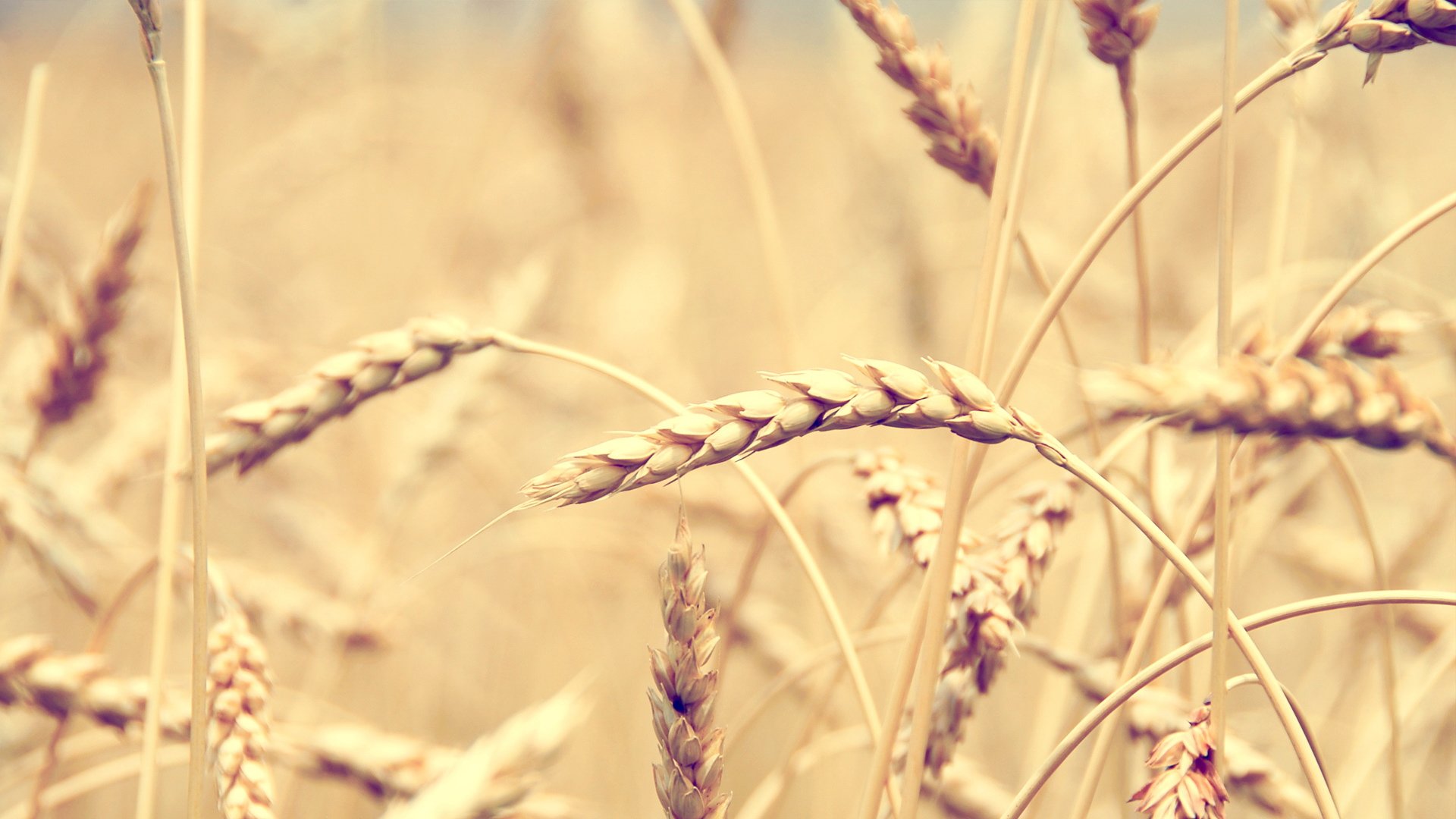 小清新,温馨一刻,麦穗,儿童桌面专用