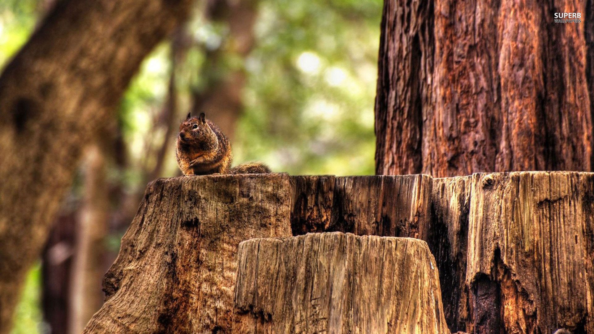 萌宠,松鼠,卖萌图,儿童桌面专用