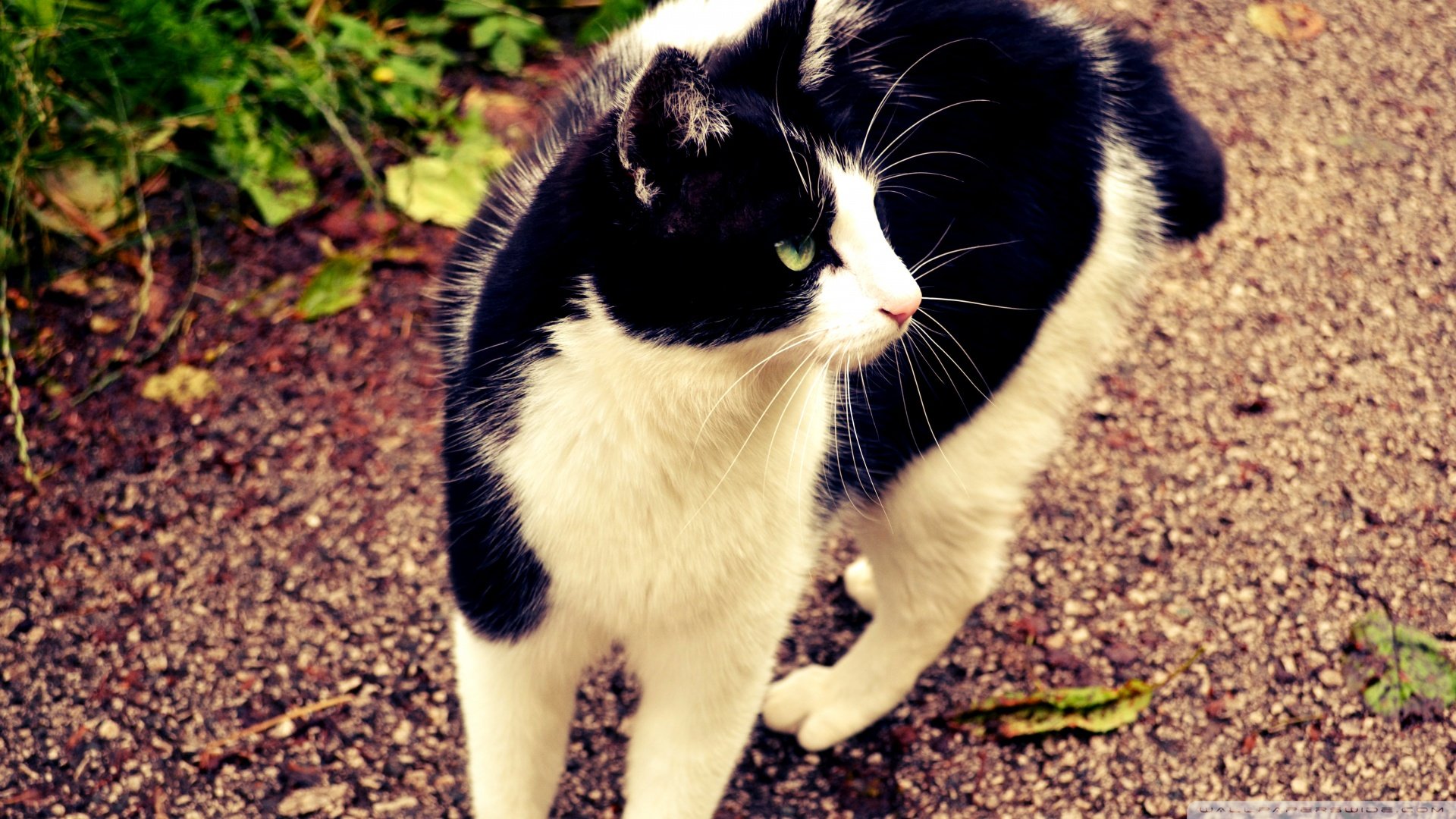 萌宠,喵星人,猫咪,儿童桌面专用