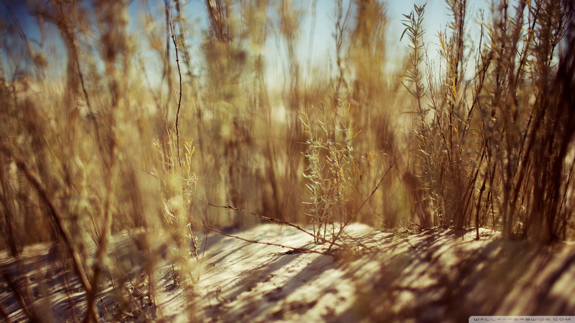 小清新,秋天,沙滩,植物