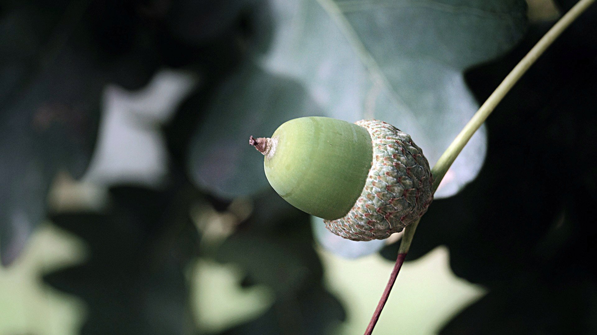 小清新,橡子,静物写真,儿童桌面专用