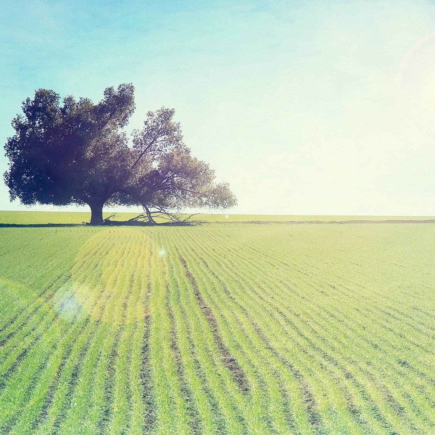 小清新,清新,清爽,阳光,草地,植物,儿童桌面专用