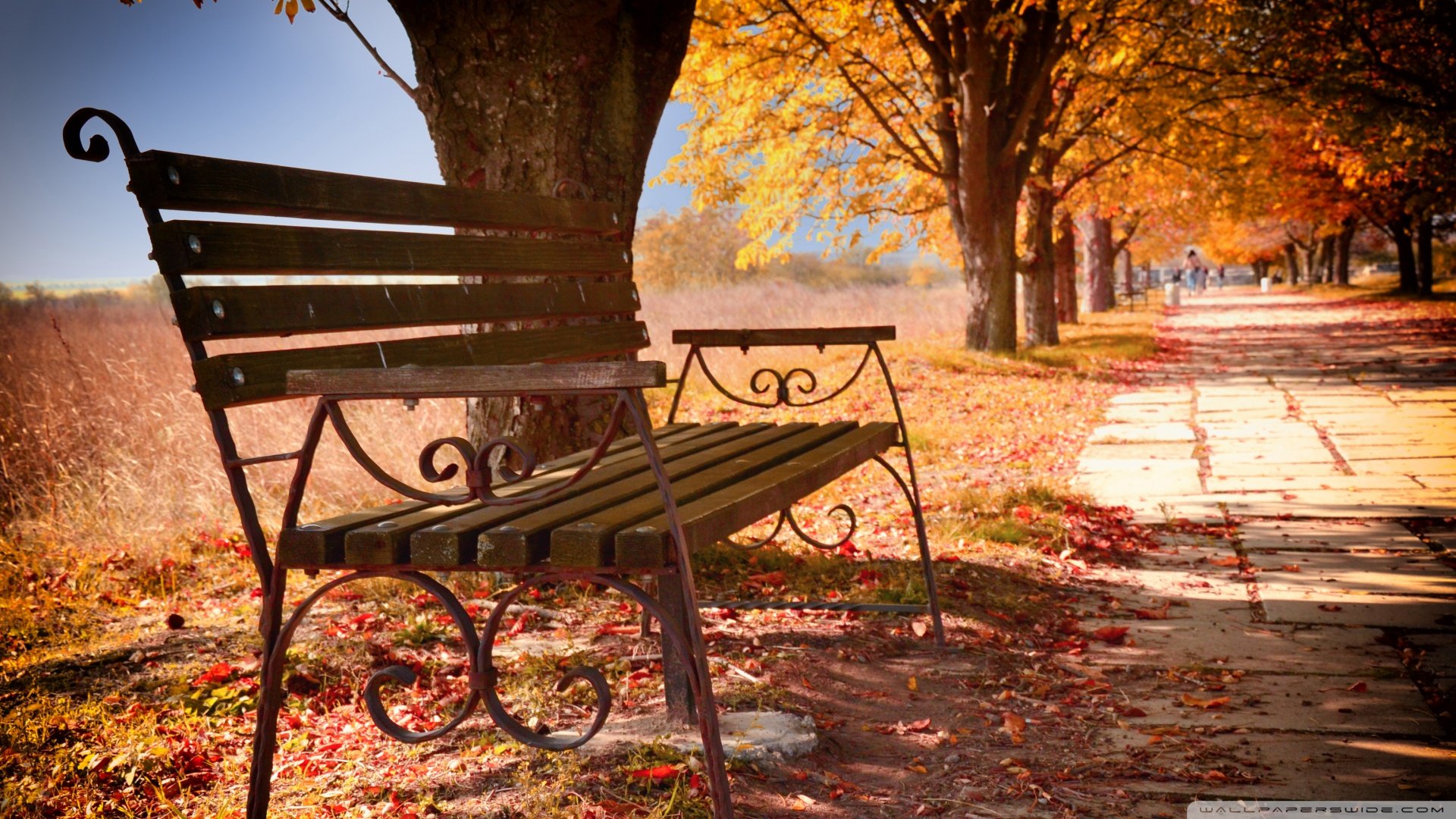 风景,秋意正浓,儿童桌面专用