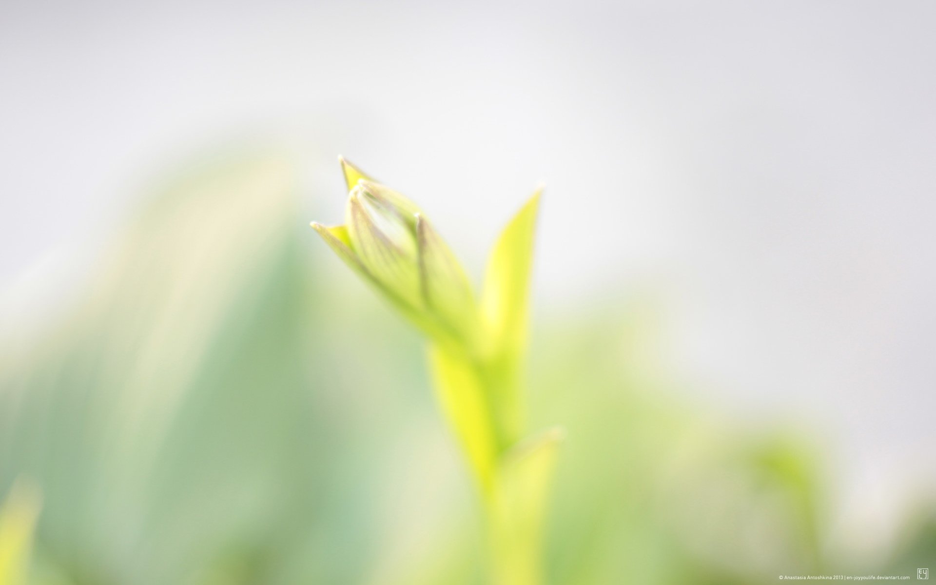 小清新,植物,嫩芽,清新,生命,清新淡雅,儿童桌面专用