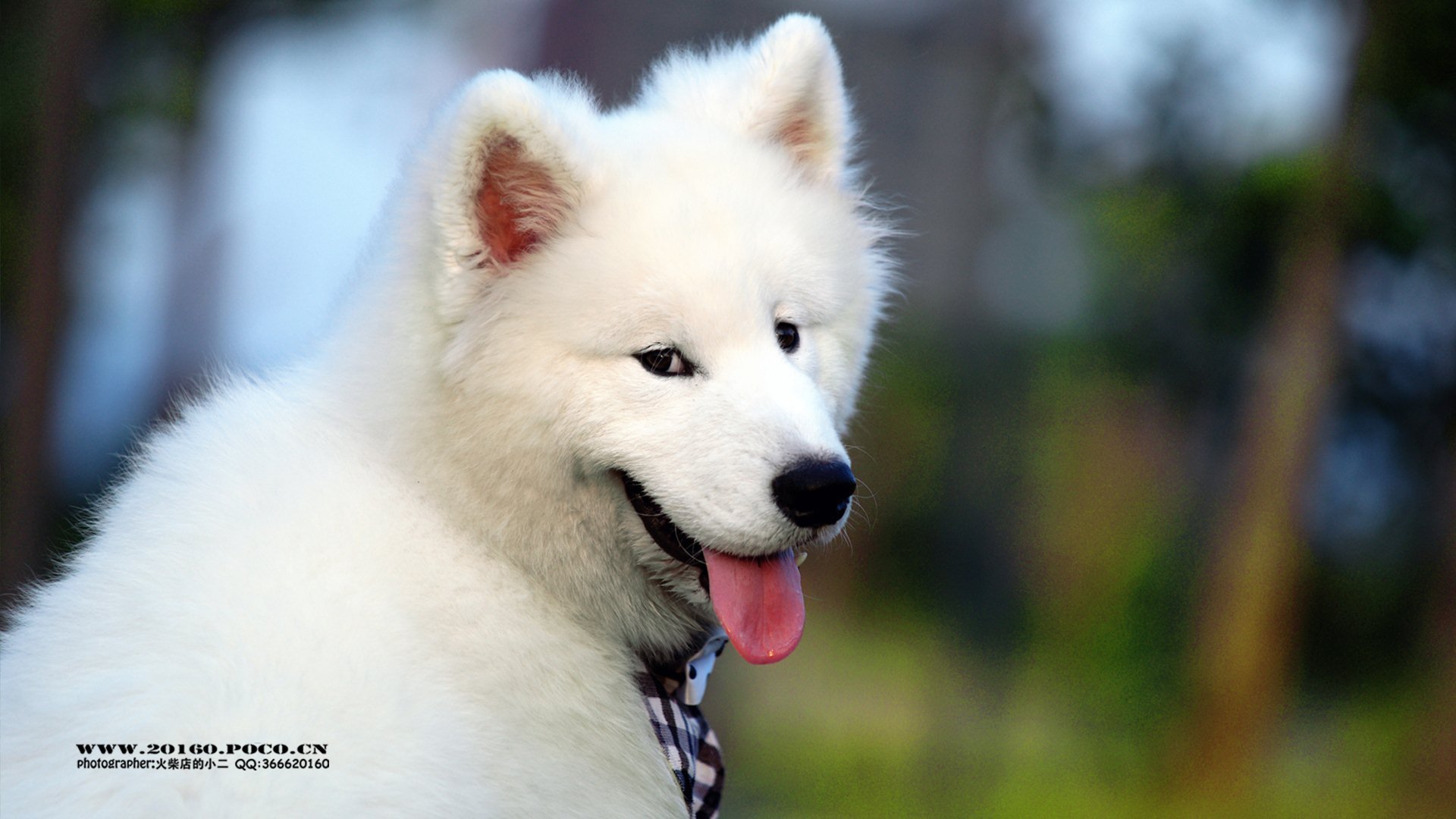 萌宠,动物,可爱,猫,萌,汪星人,萨摩,儿童桌面专用