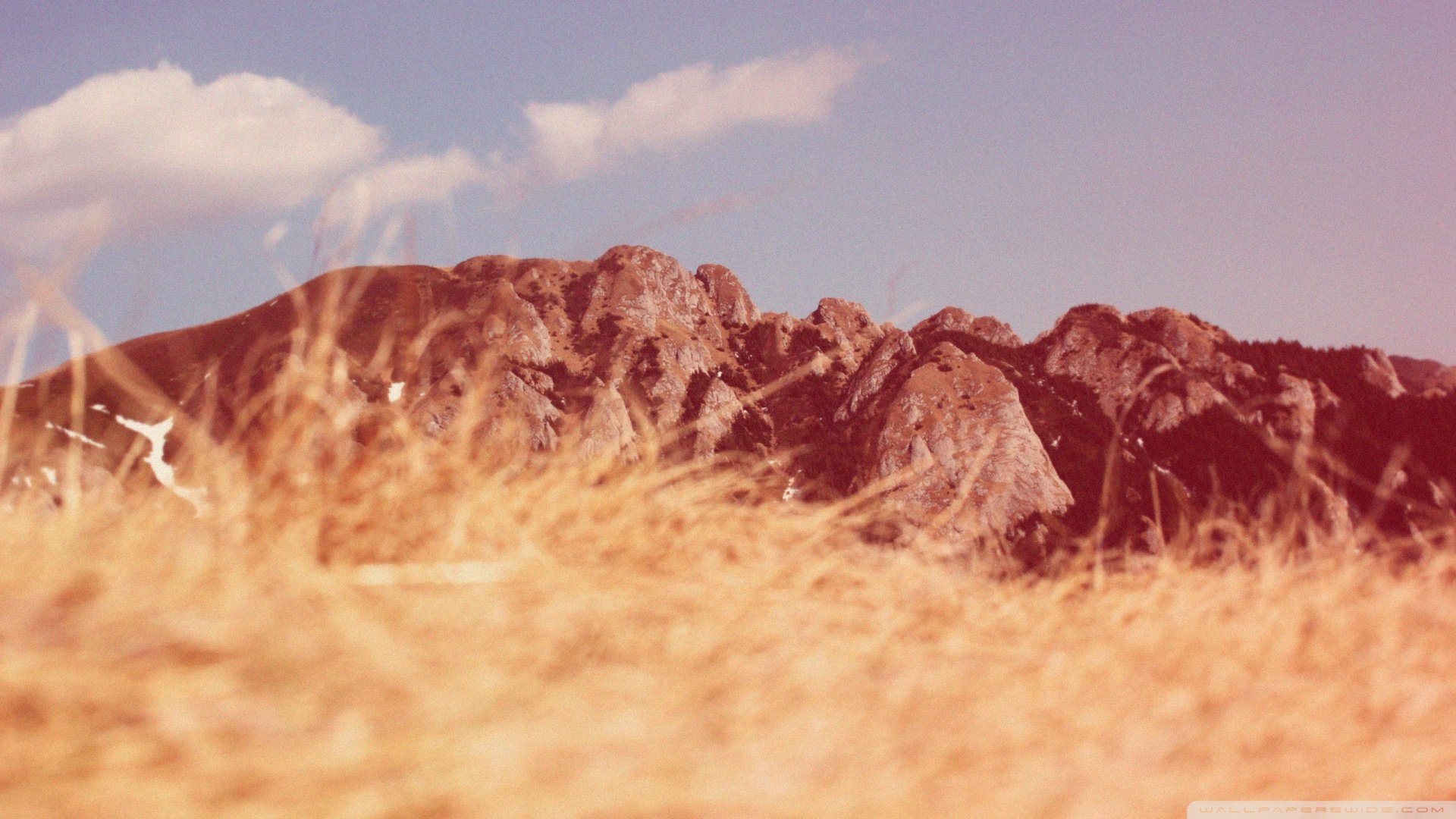 风景,秋天,温暖,郊外,植物,儿童桌面专用