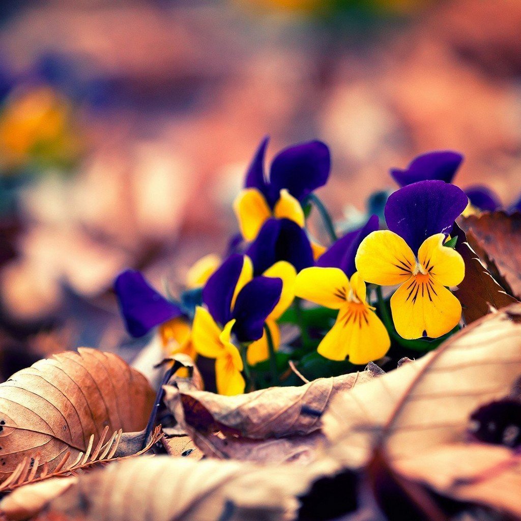 小清新,落叶,植物,黄叶,花朵,鲜花,儿童桌面专用