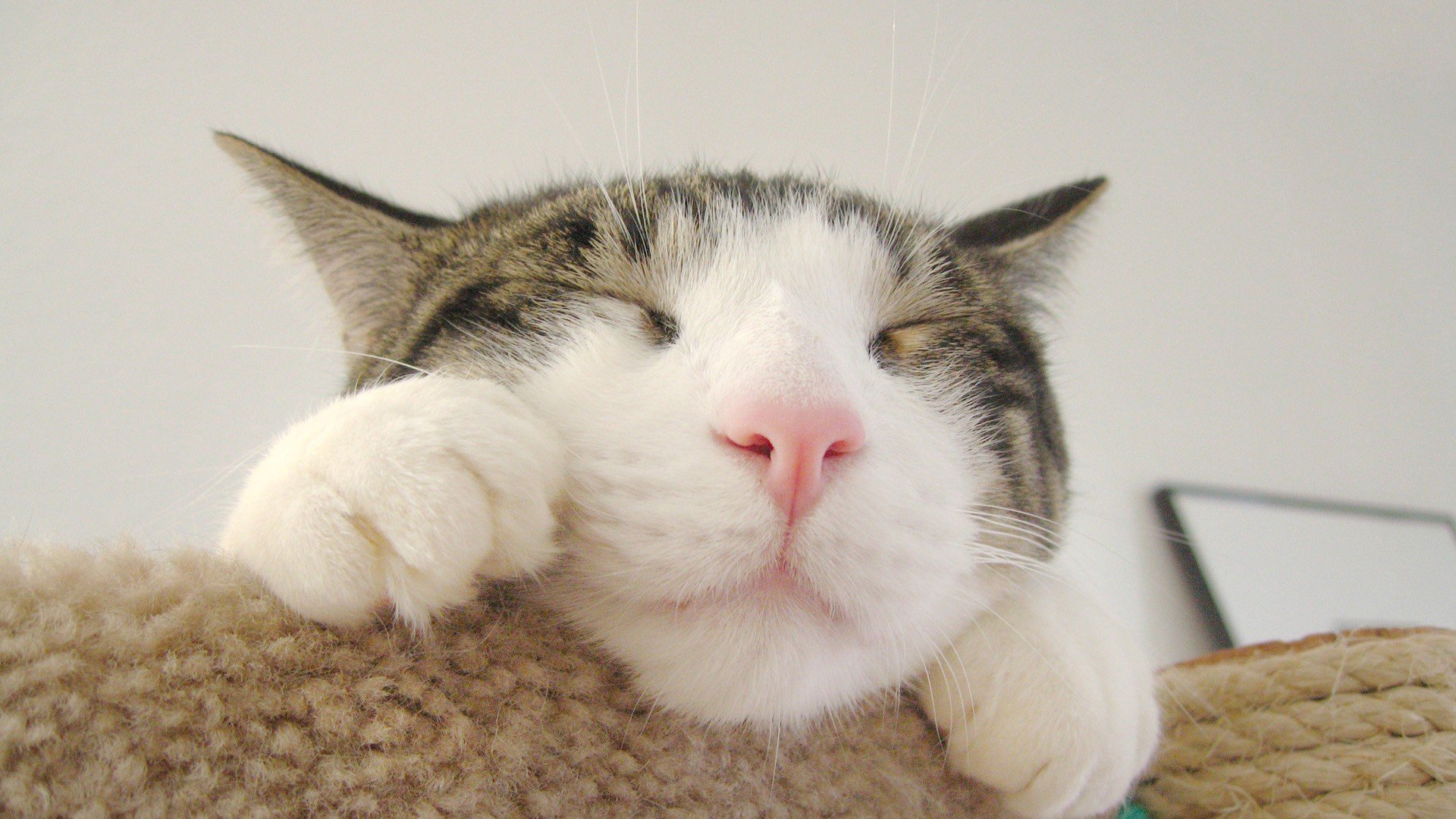 萌宠,喵星人,猫咪,儿童桌面专用