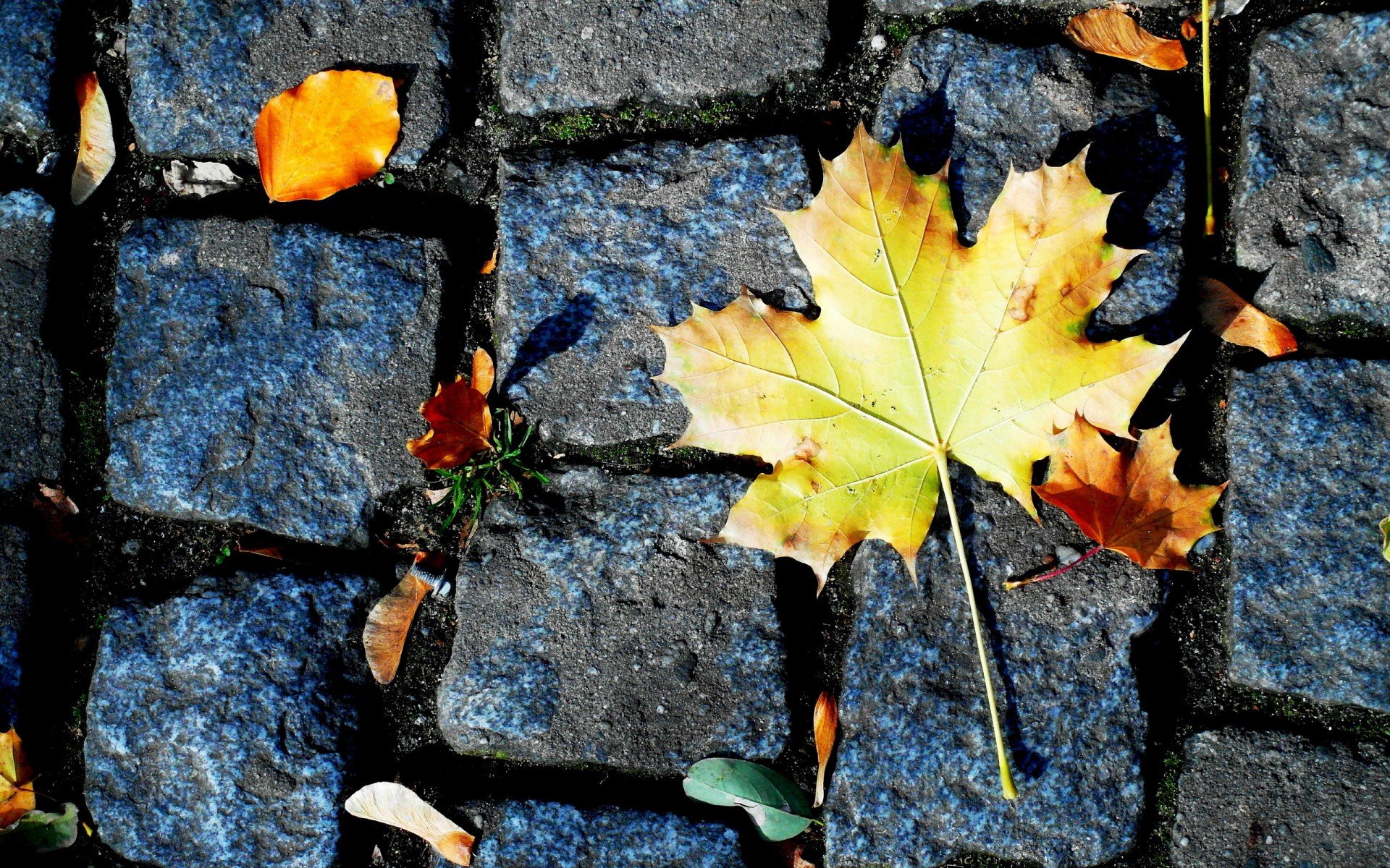 小清新,深秋,黄叶,落叶,儿童桌面专用