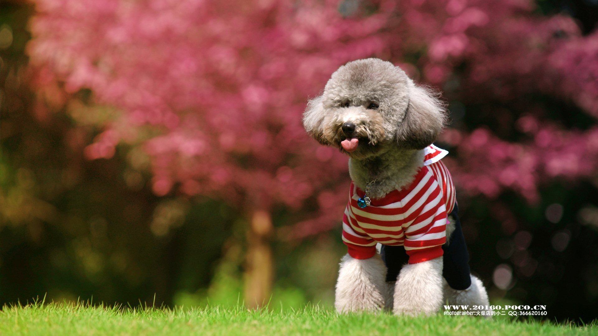 萌宠,动物,可爱,狗,萌,汪星人,泰迪,儿童桌面专用