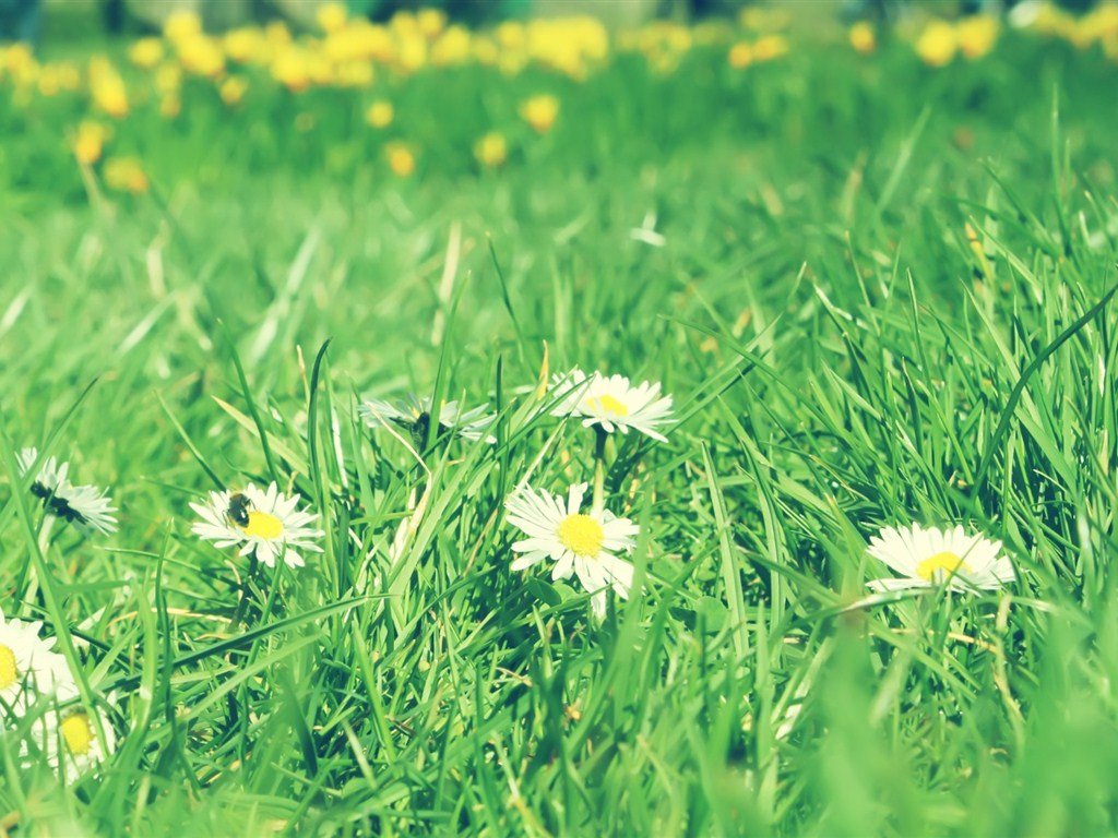 小清新,青草,春天,草地,清新,清爽,护眼,儿童桌面专用