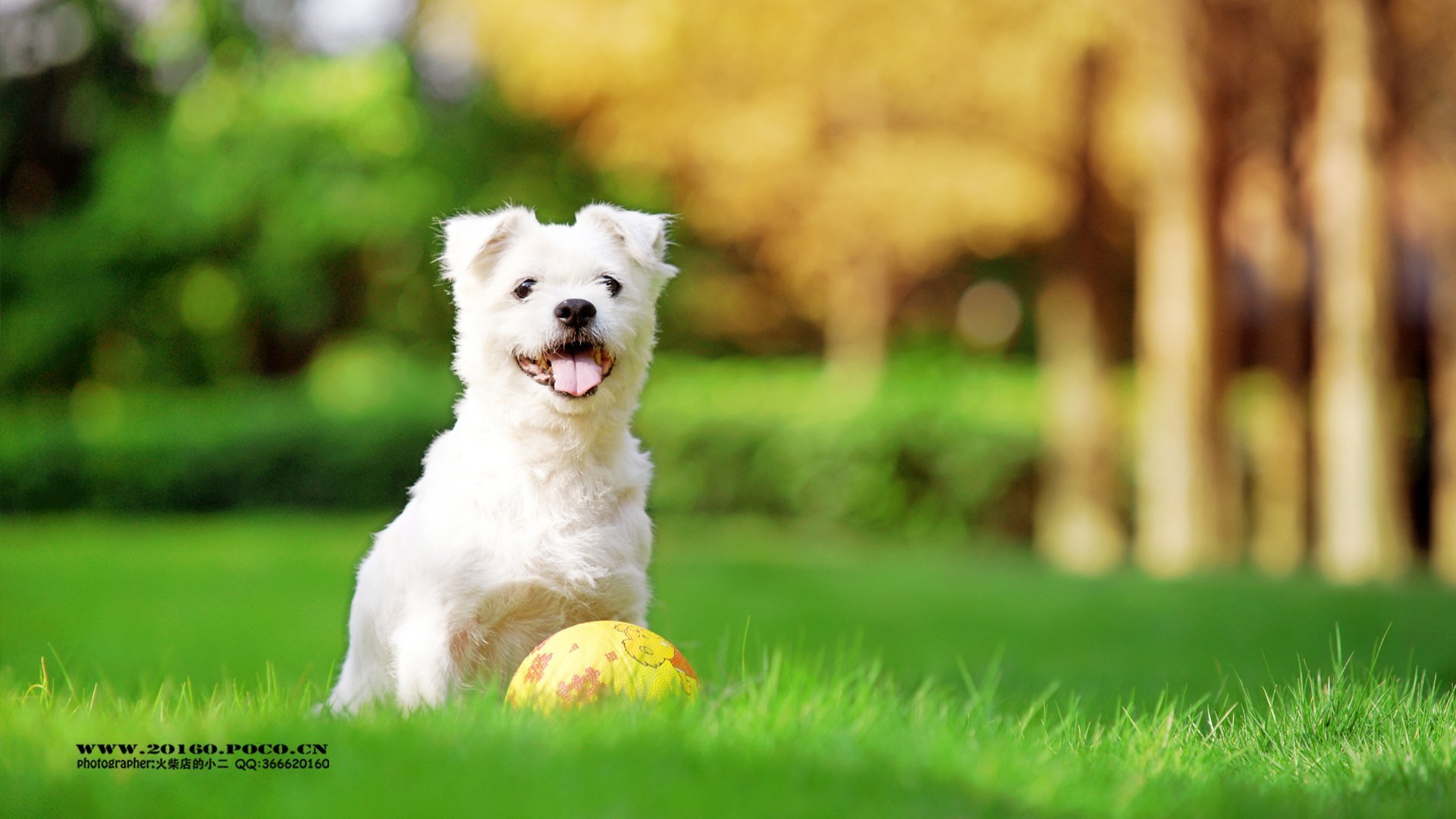 萌宠,动物,可爱,猫,萌,喵星人,儿童桌面专用