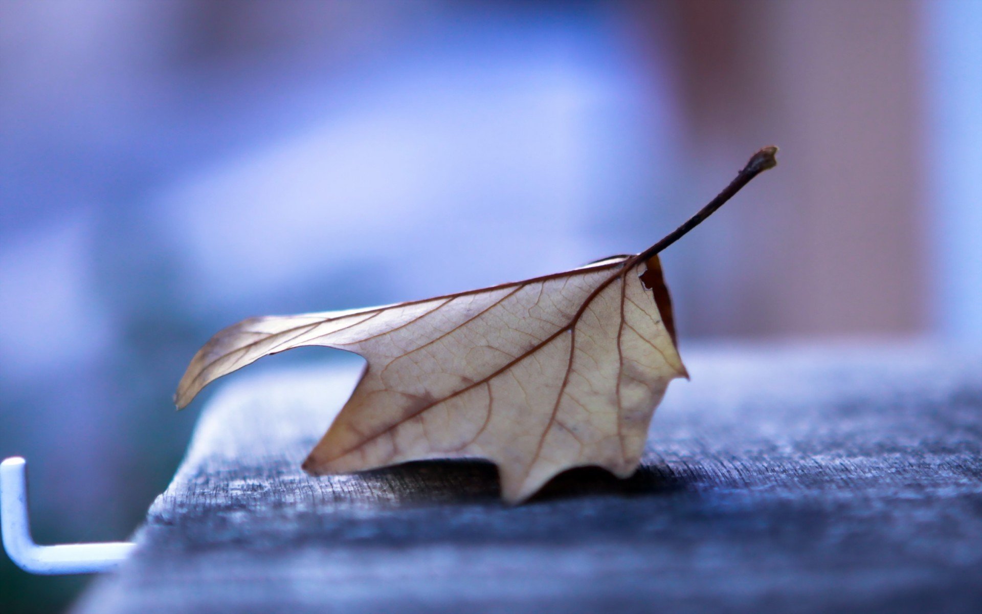 小清新,落叶,黄叶,秋天