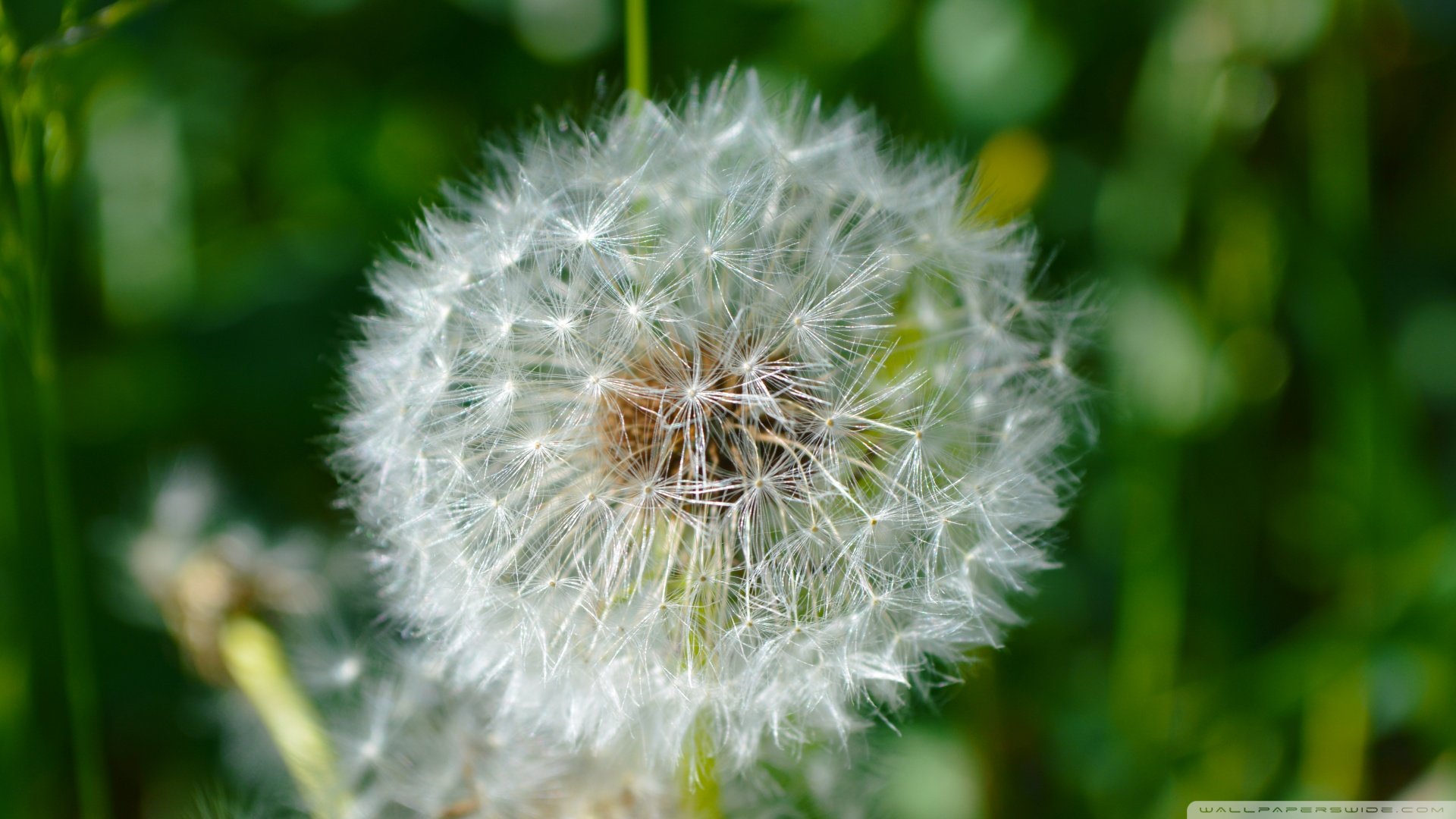 小清新,蒲公英,儿童桌面专用