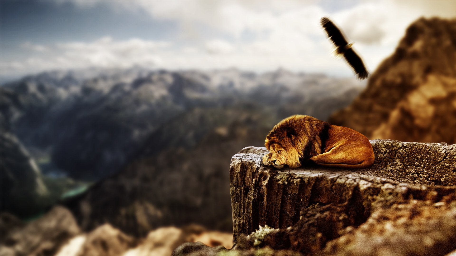 萌宠,狮子,儿童桌面专用