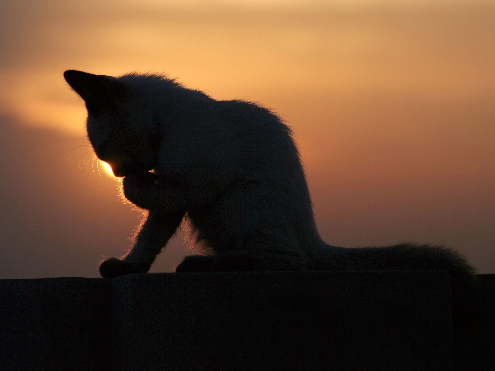 萌宠,喵星人,儿童桌面专用