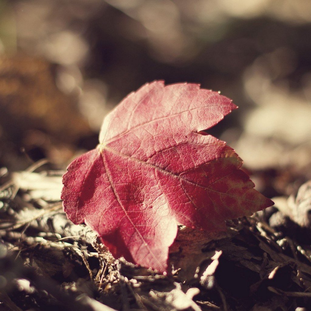 小清新,落叶,红叶