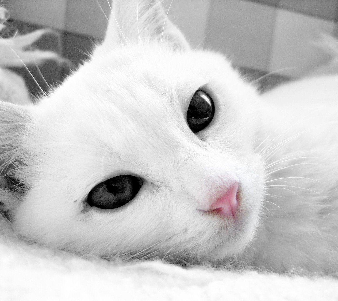 萌宠,喵星人,猫咪,儿童桌面专用