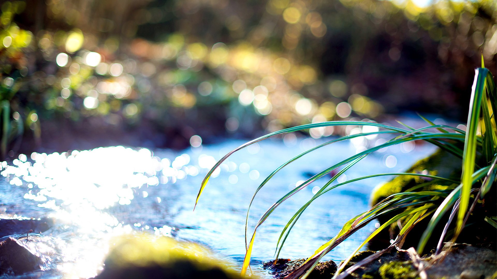 小清新,清爽,绿色,植物,儿童桌面专用