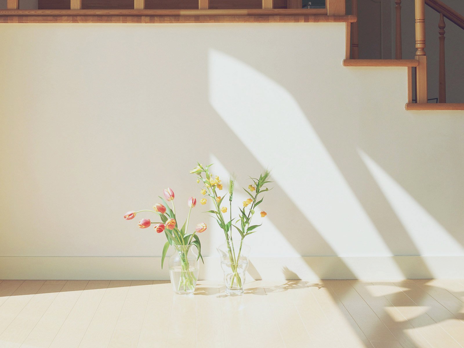 小清新,清新,墙角,庭院,植物,鲜花,阳光,午后,儿童桌面专用