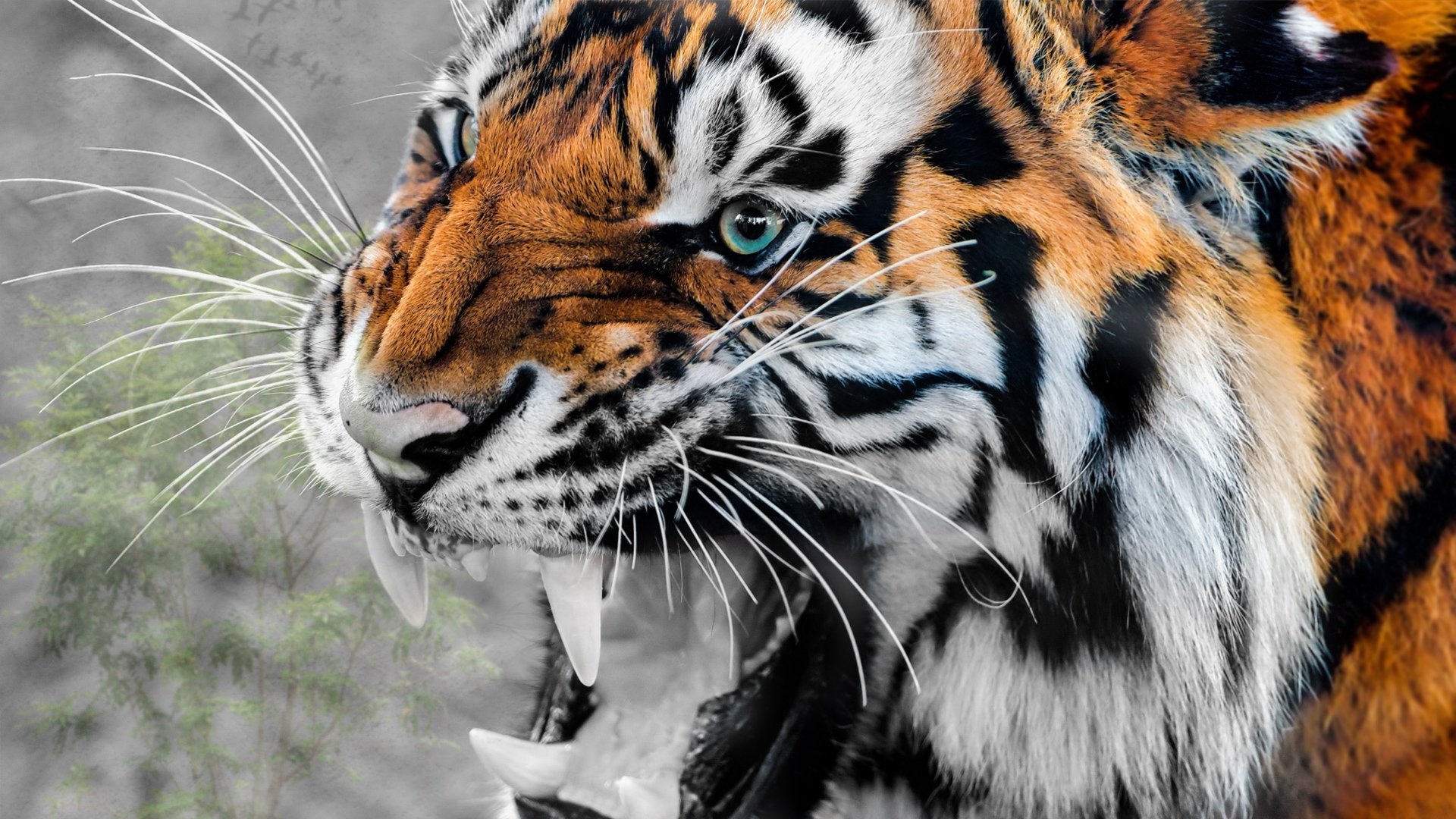 萌宠,老虎,儿童桌面专用