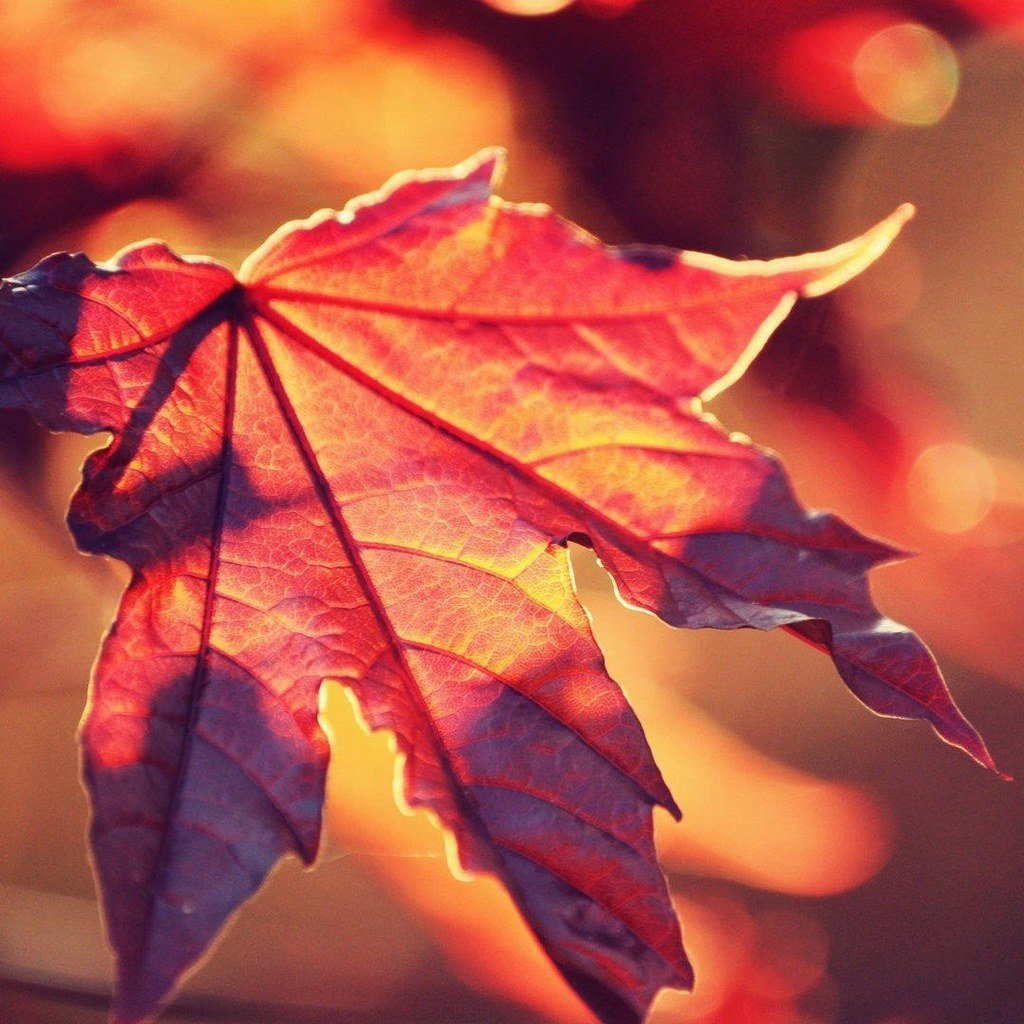 小清新,红叶,植物,深秋,秋天,秋日,儿童桌面专用